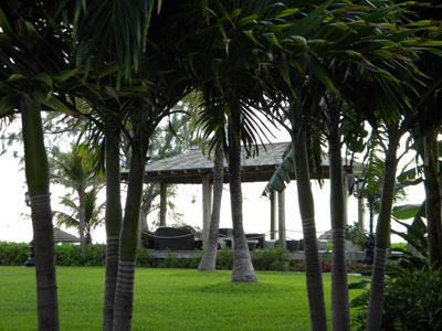 palm grove