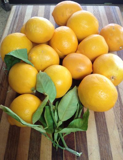 Meyer lemon bunch