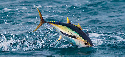 ahi tuna in the ocean