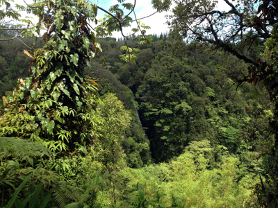 Akaka Falls State Parks