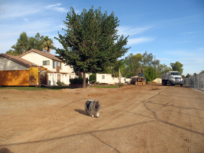 Dec 2007 back yard