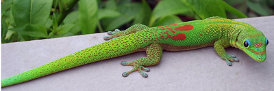 Gold dust day gecko