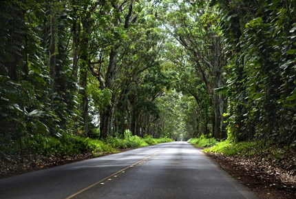 Kauai’s mile long tree tunnel located on the south shore  on way Koloa Town.