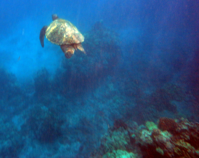 maui sea turtle