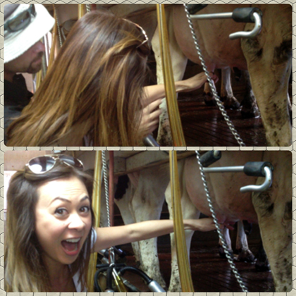 milking cows