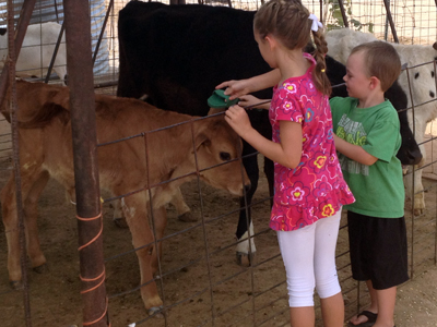 petting pen