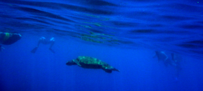 sea turtle with swimmers