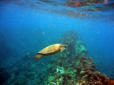 side of sea turtle