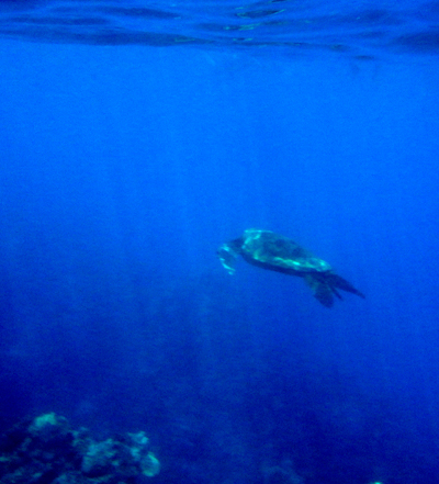 swimming away sea turtle