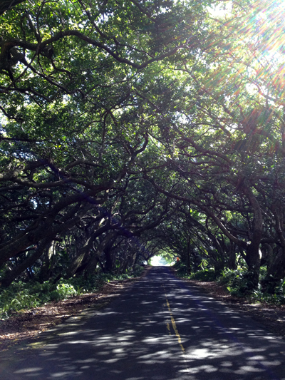 tree tunnel