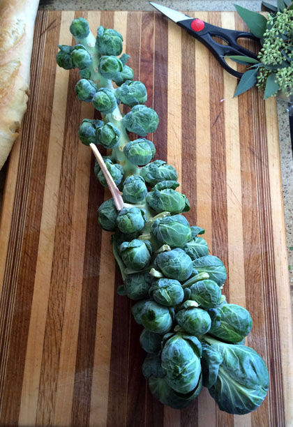 brussles sprouts