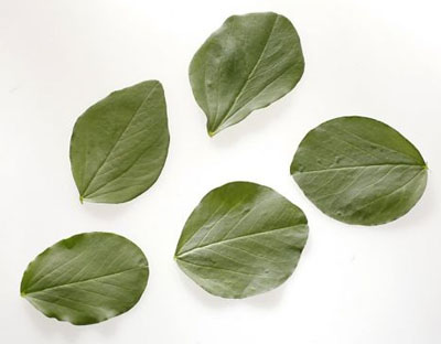 fava leaves