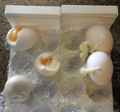 5 bad eggs