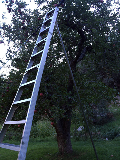 orchard ladder